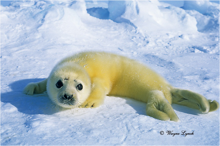 Harp Seal Pup 108 by Dr. Wayne Lynch &copy;